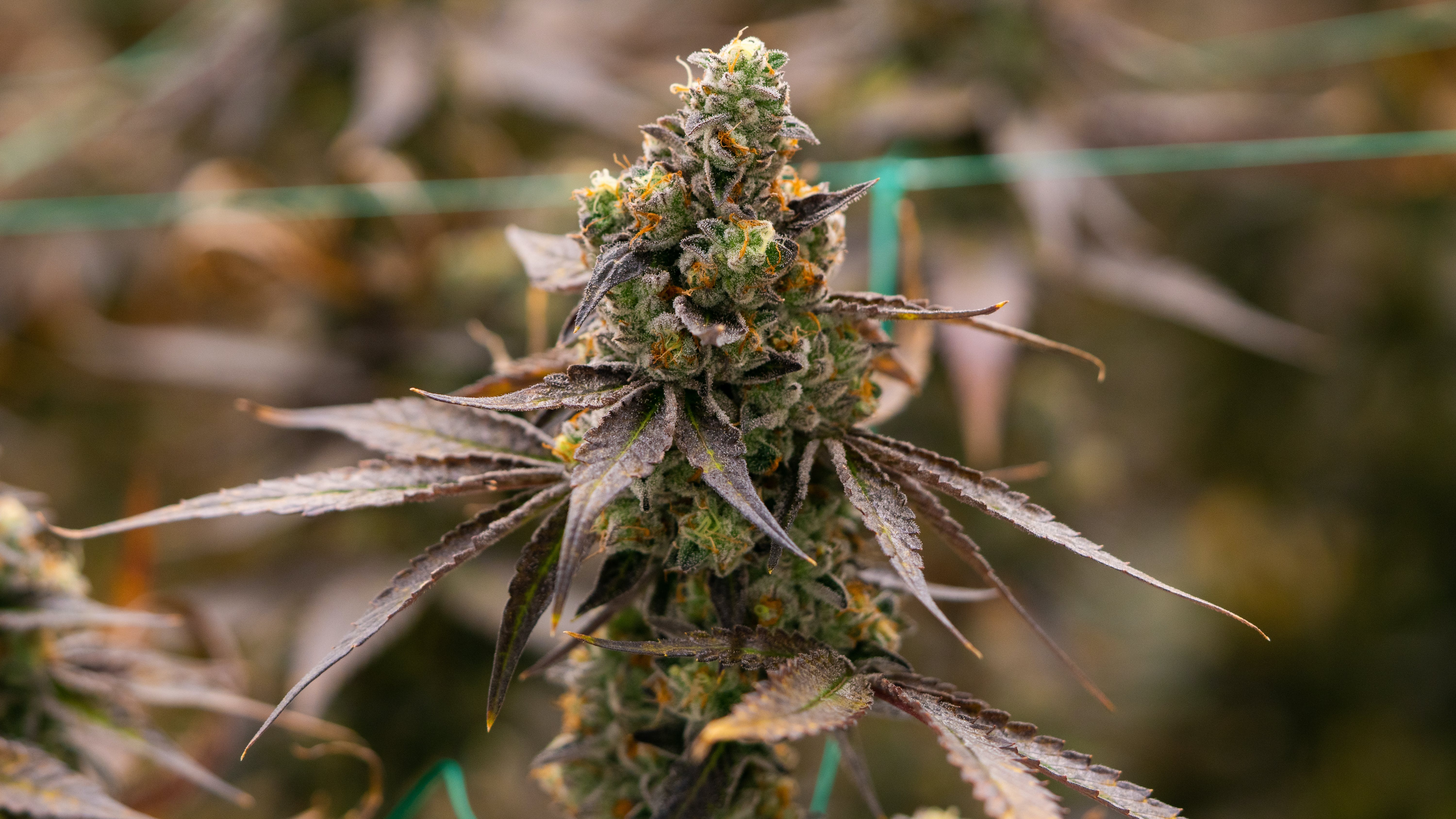 THC Design Frozen Margarita