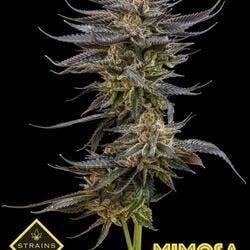 Mimosa 3.5g