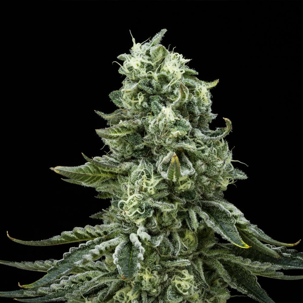 Vanilla Cake FloraCal Hybrid Premium Flower (3.5g)