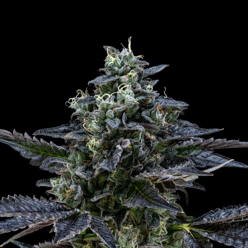 Air Gelato #23 | Hybrid Flower [3.5g]