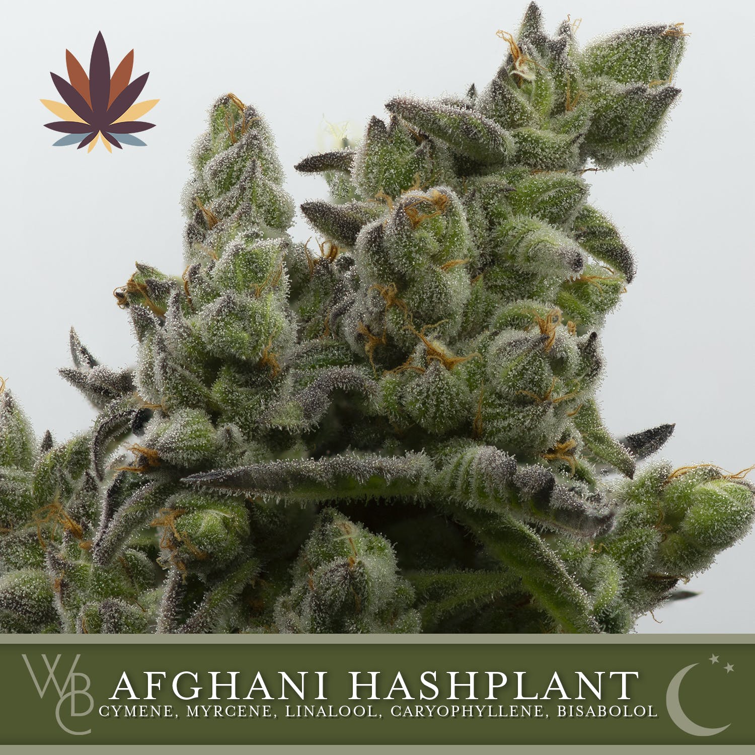 Afghani Hash Plant