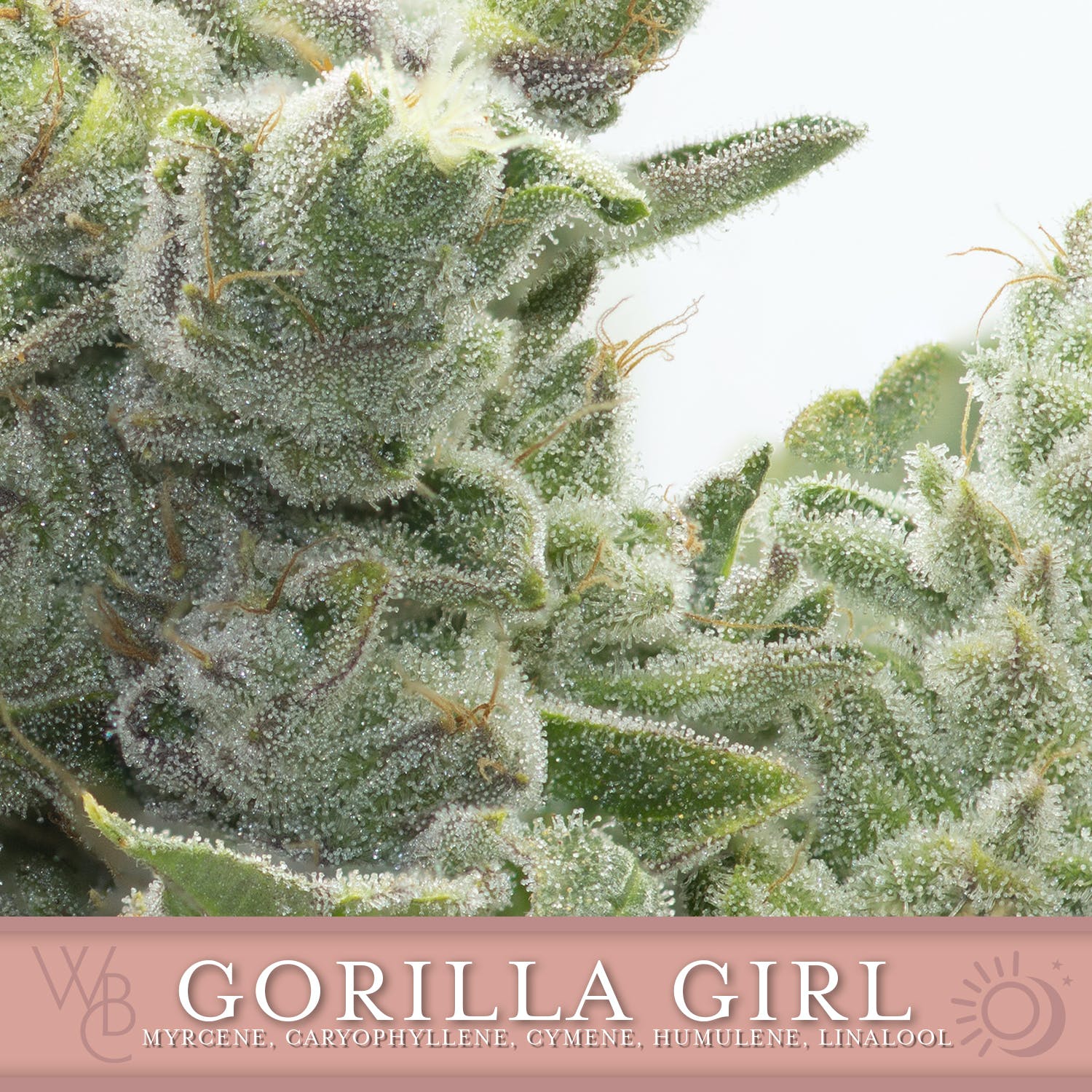 Gorilla Girl