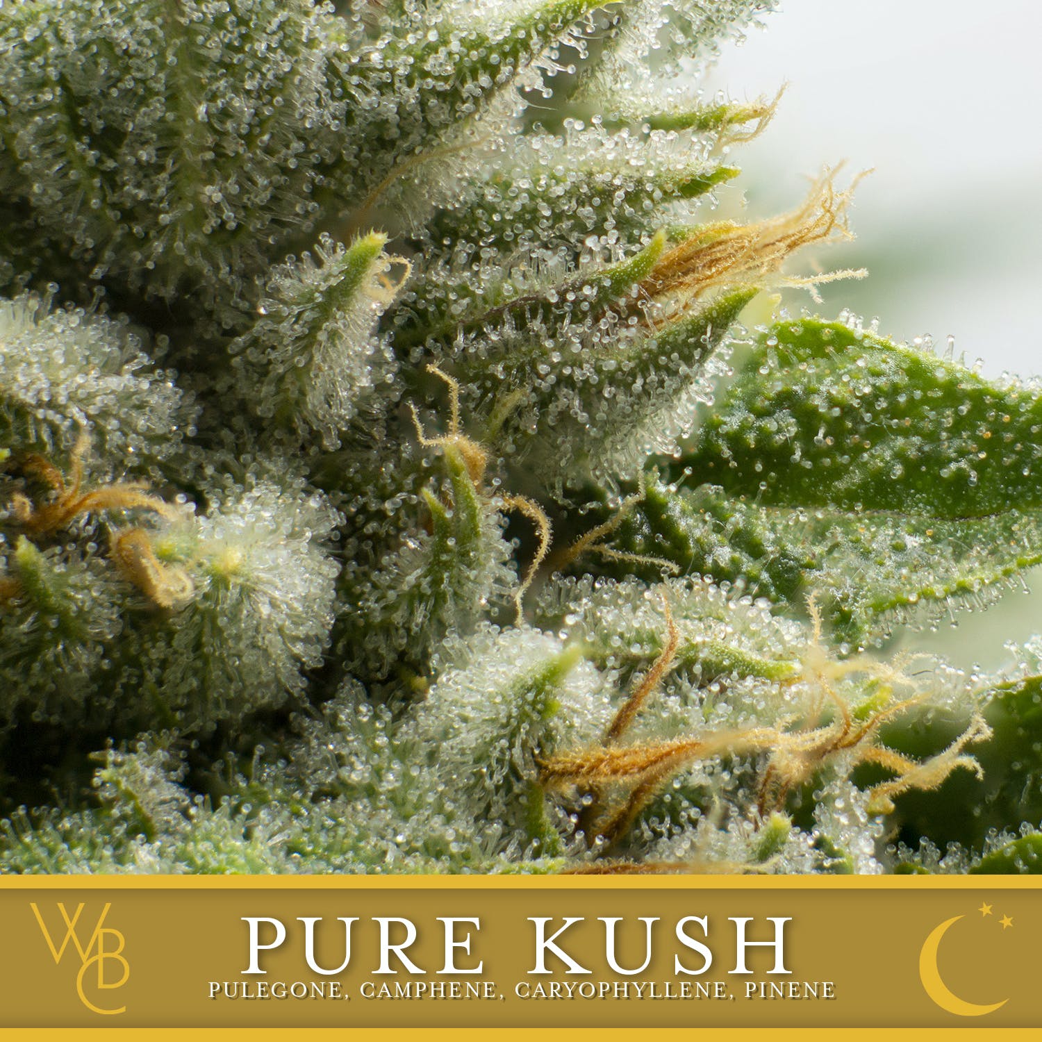 Pure Kush
