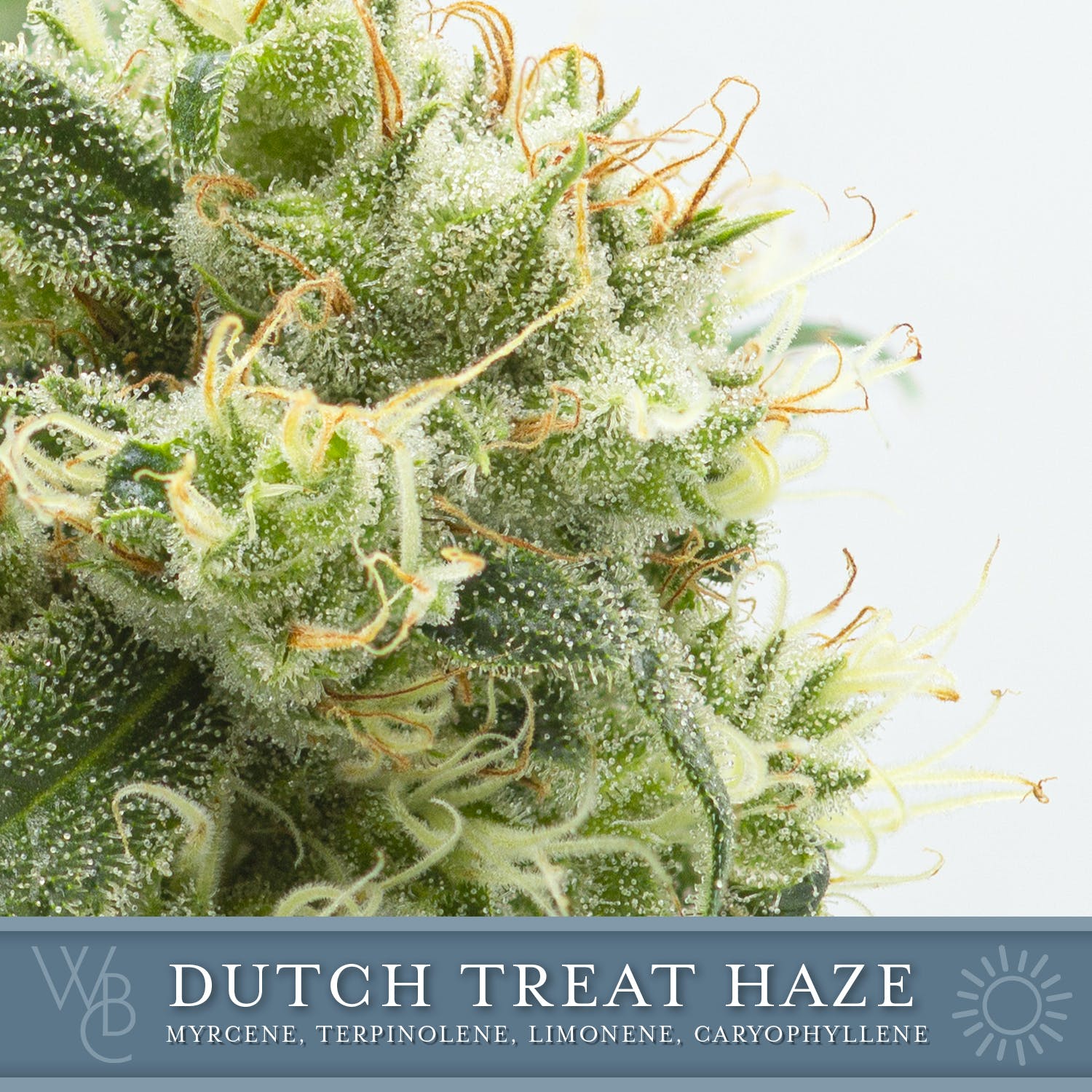 Dutch Treat Haze
