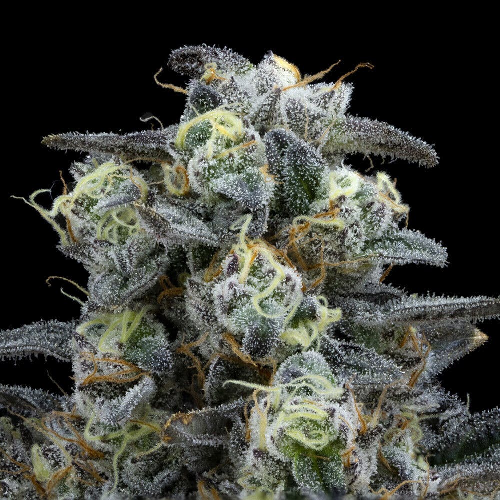 Kush Mints | Indica Flower [3.5g]