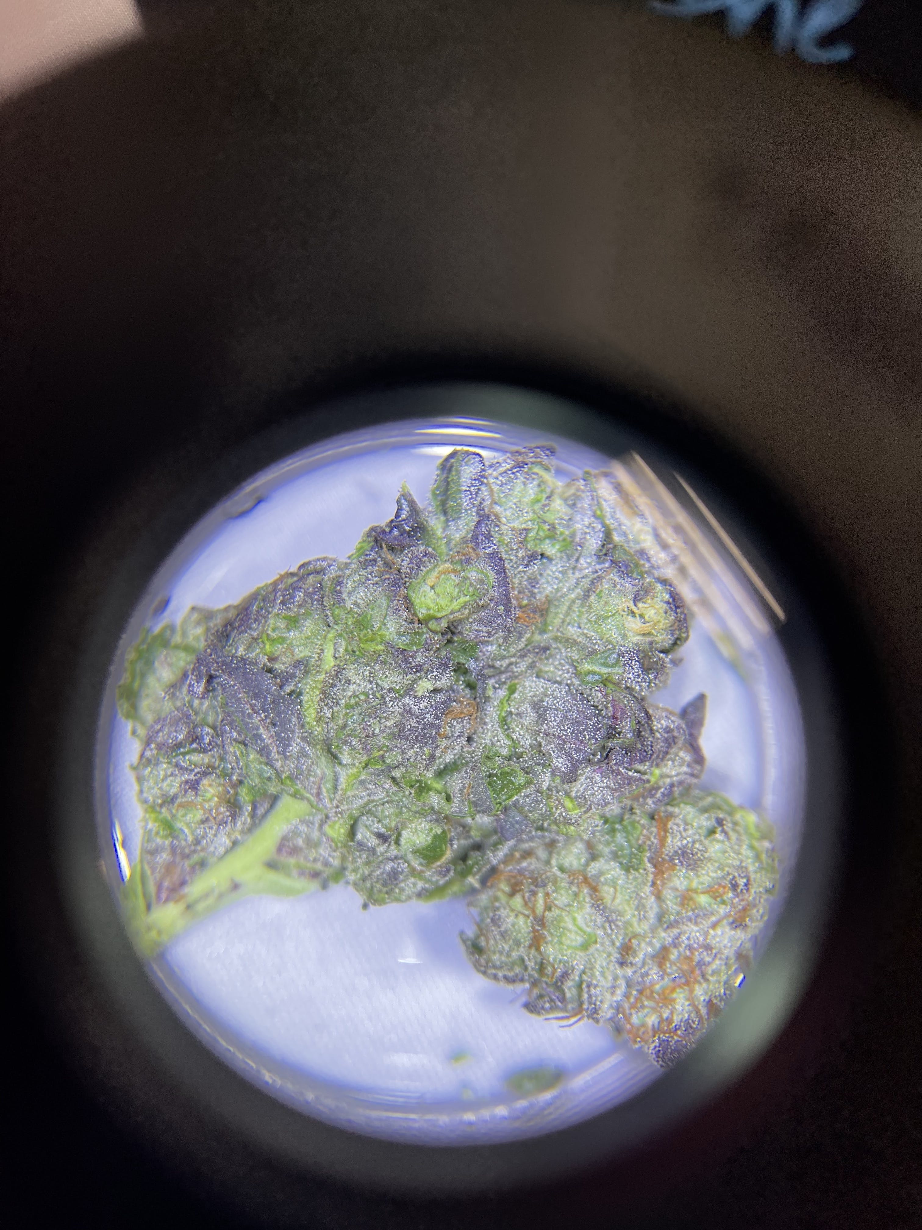 Xtreme Cream (Live Flower) 8th/3.5 Grams ( 24% THC, Indica)