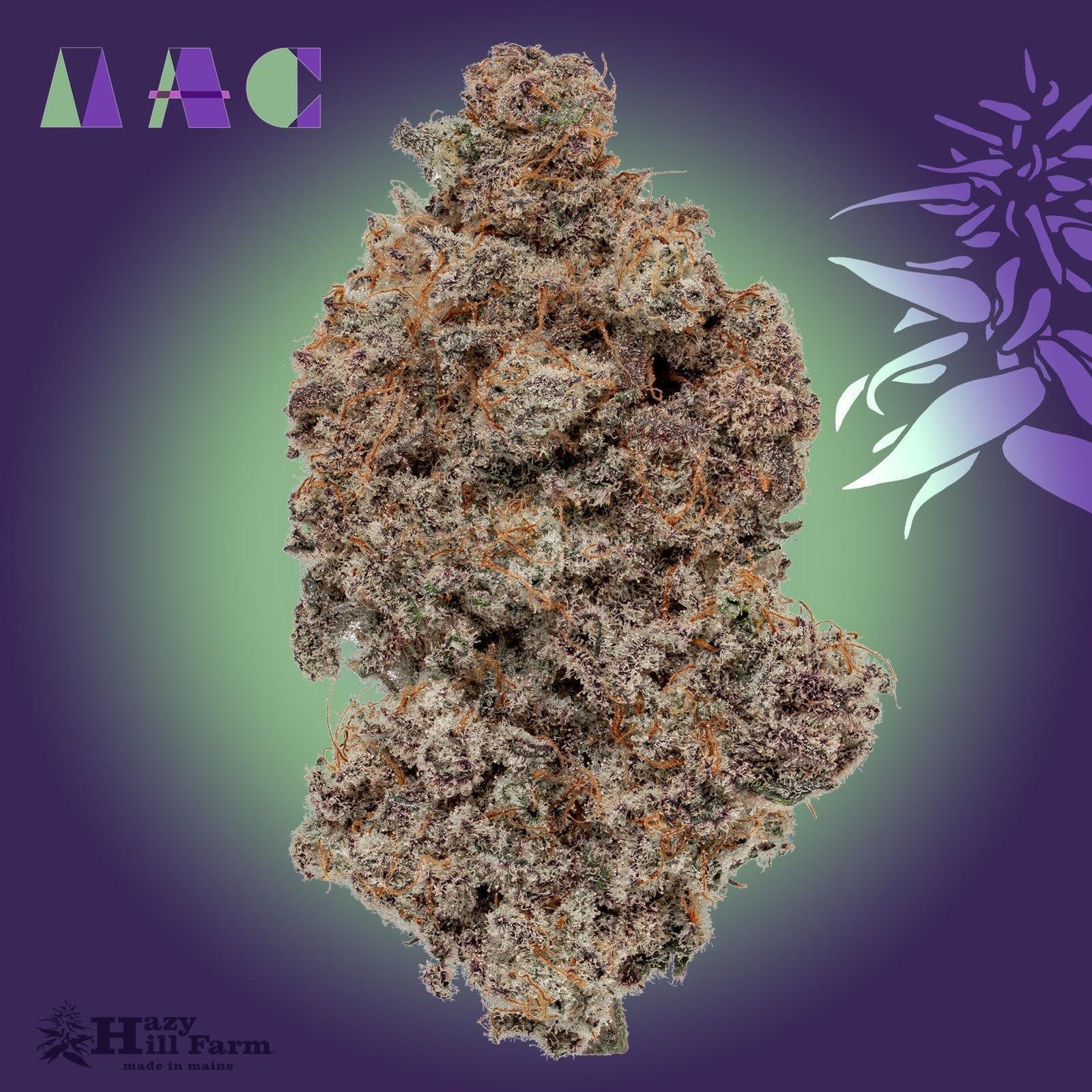 MAC1 - Miracle Alien Cookies