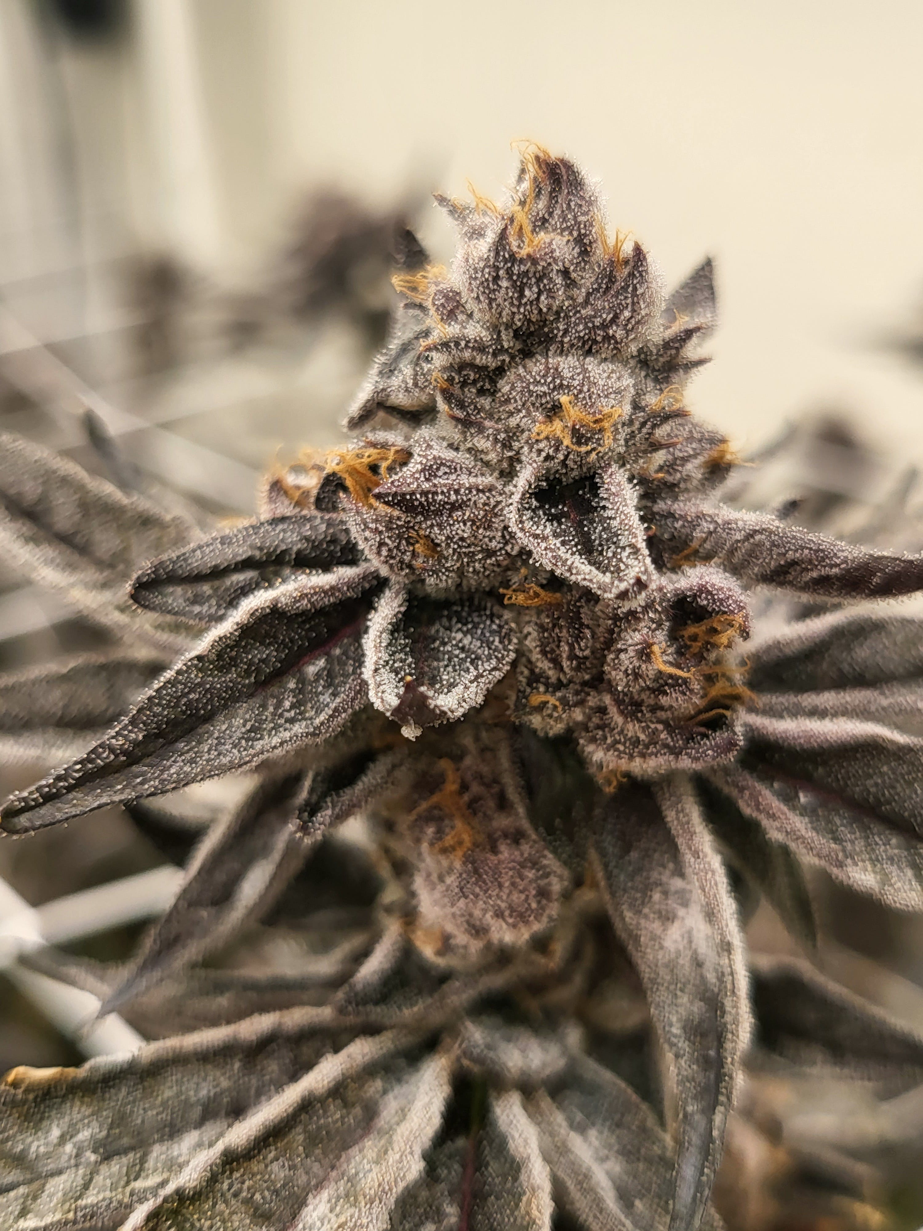 Smoke Weed LA - Gelato Zkittz 14g