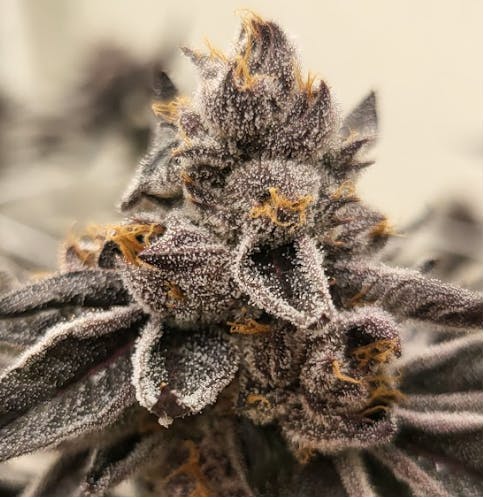 Smoke Weed LA - Valley Floral 3.5g