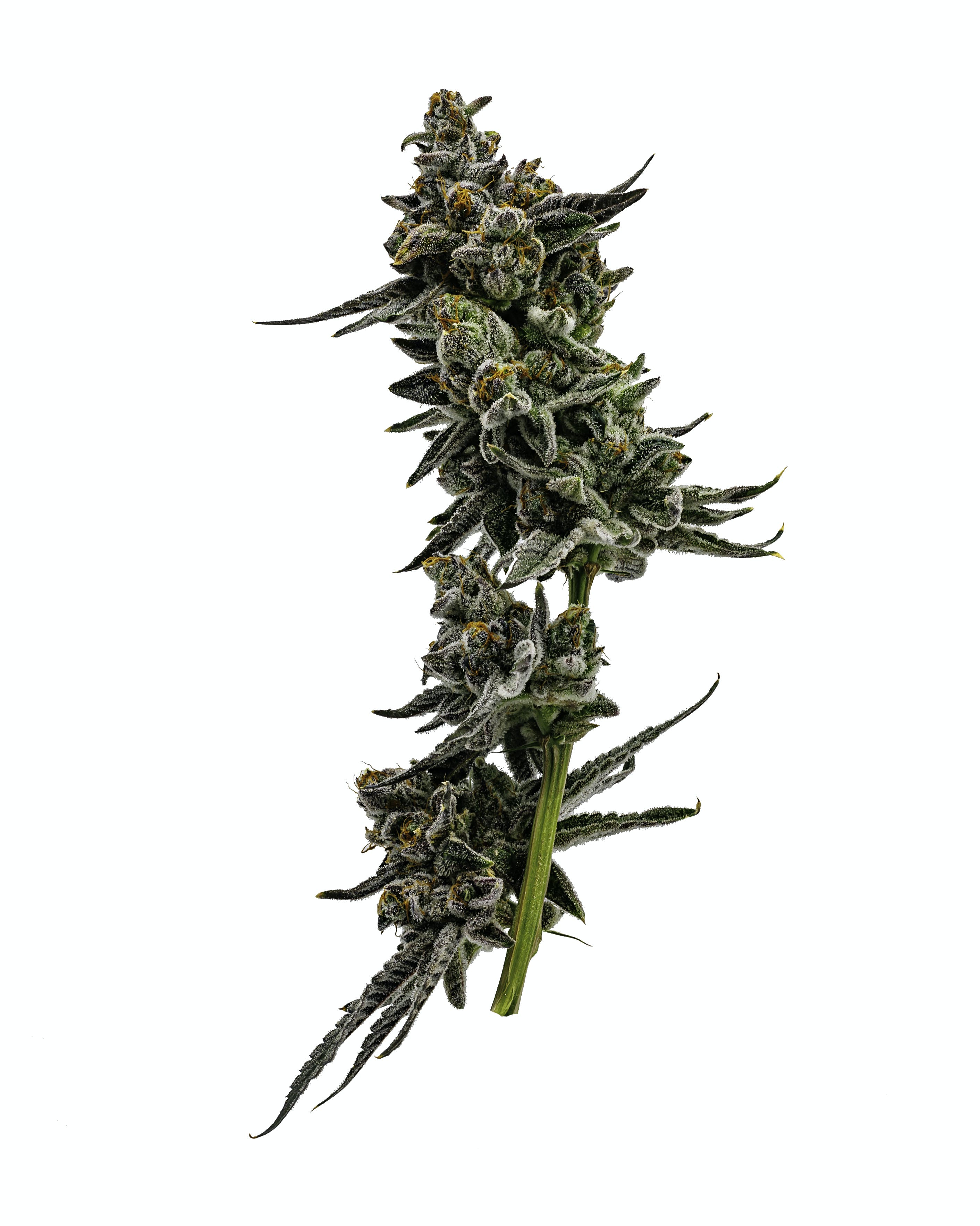 Peanut Butter Soufflé