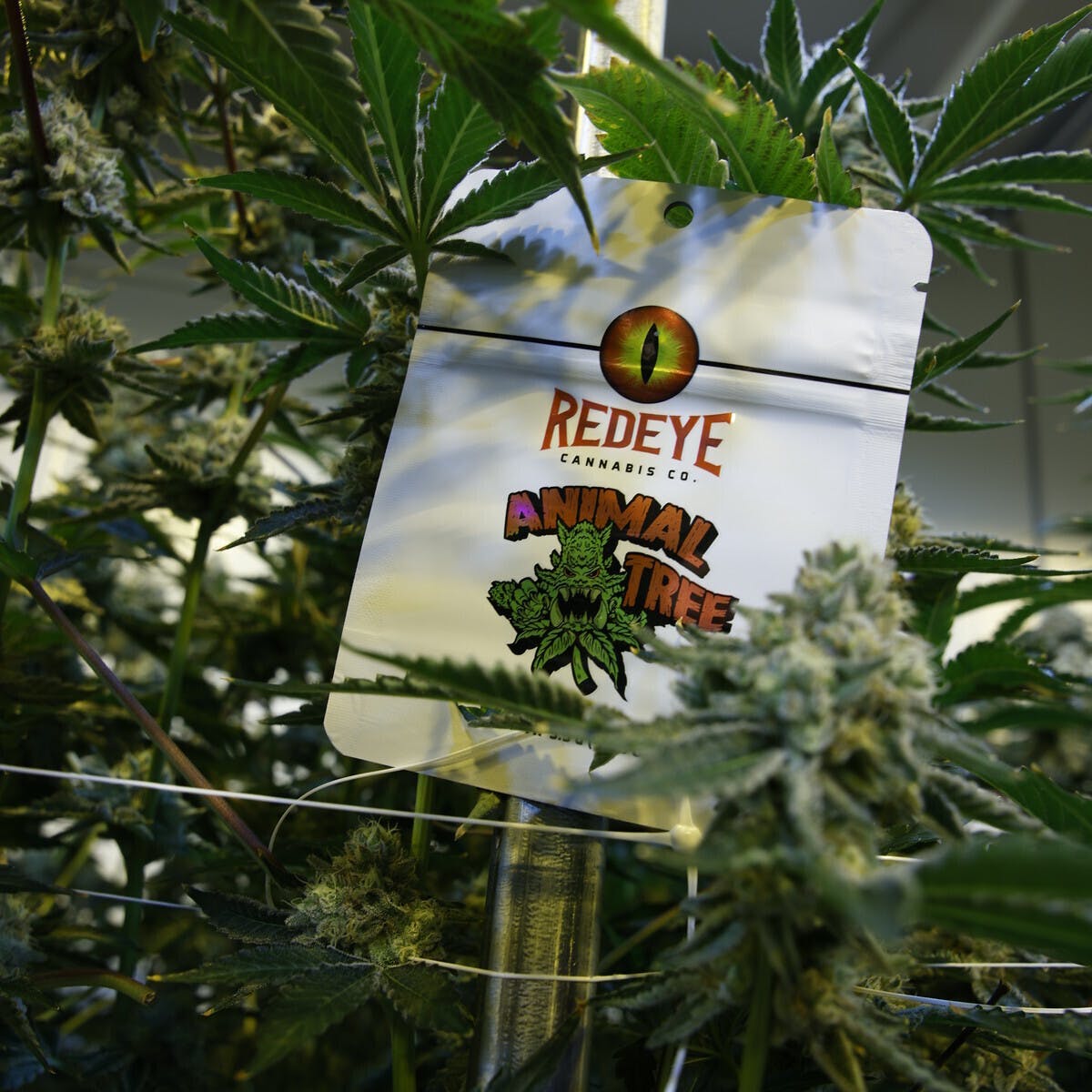 Redeye Cannabis: Animal Tree 3.5g Package