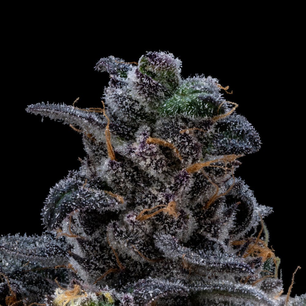 Kush Mints | Indica Flower [3.5g]