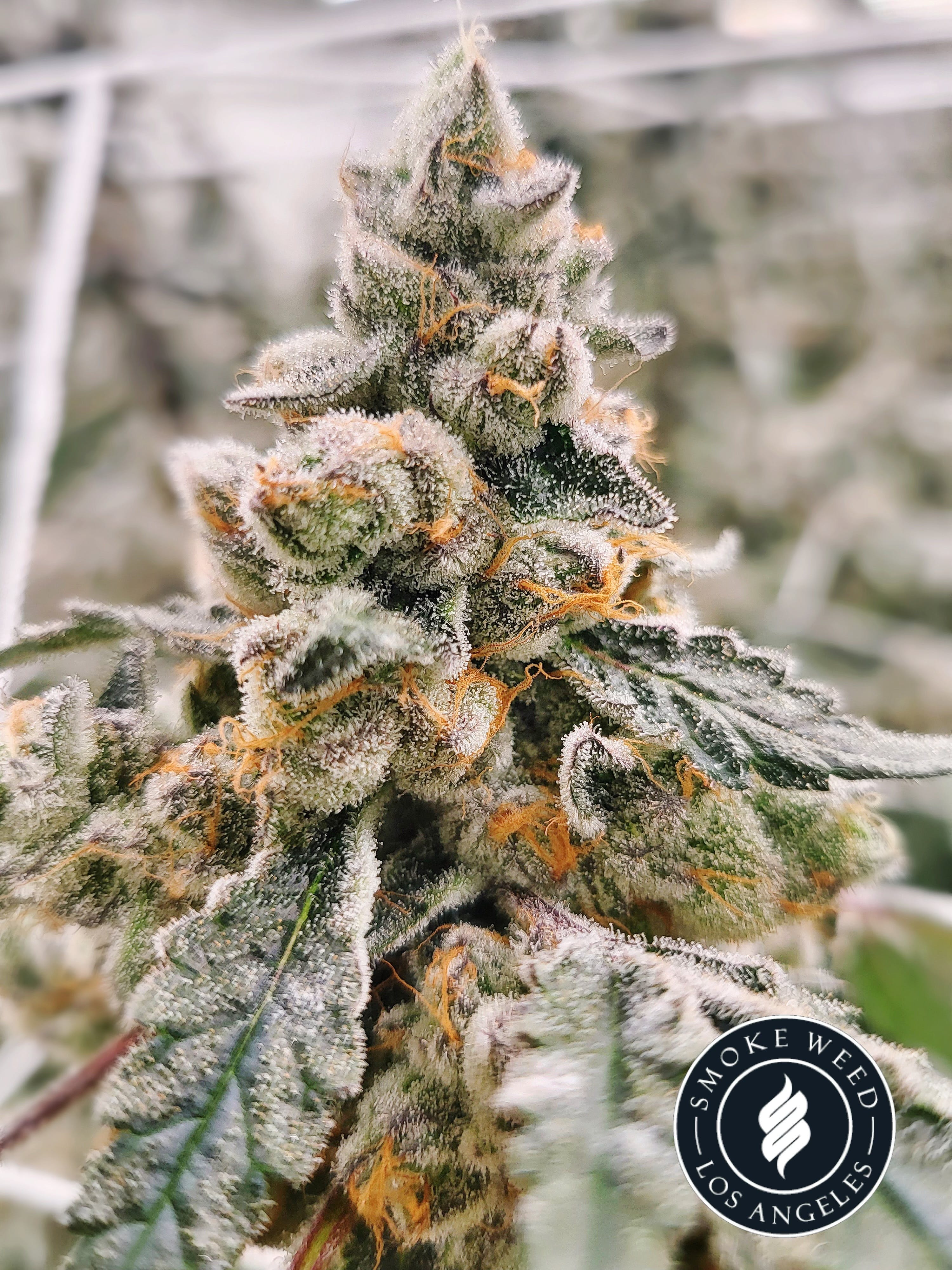 Smoke Weed LA - Blow Pops 3.5g