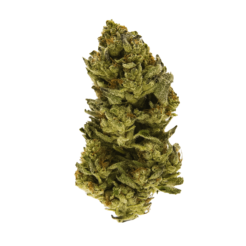 BLACK - Jack the Ripper (S) - 14g