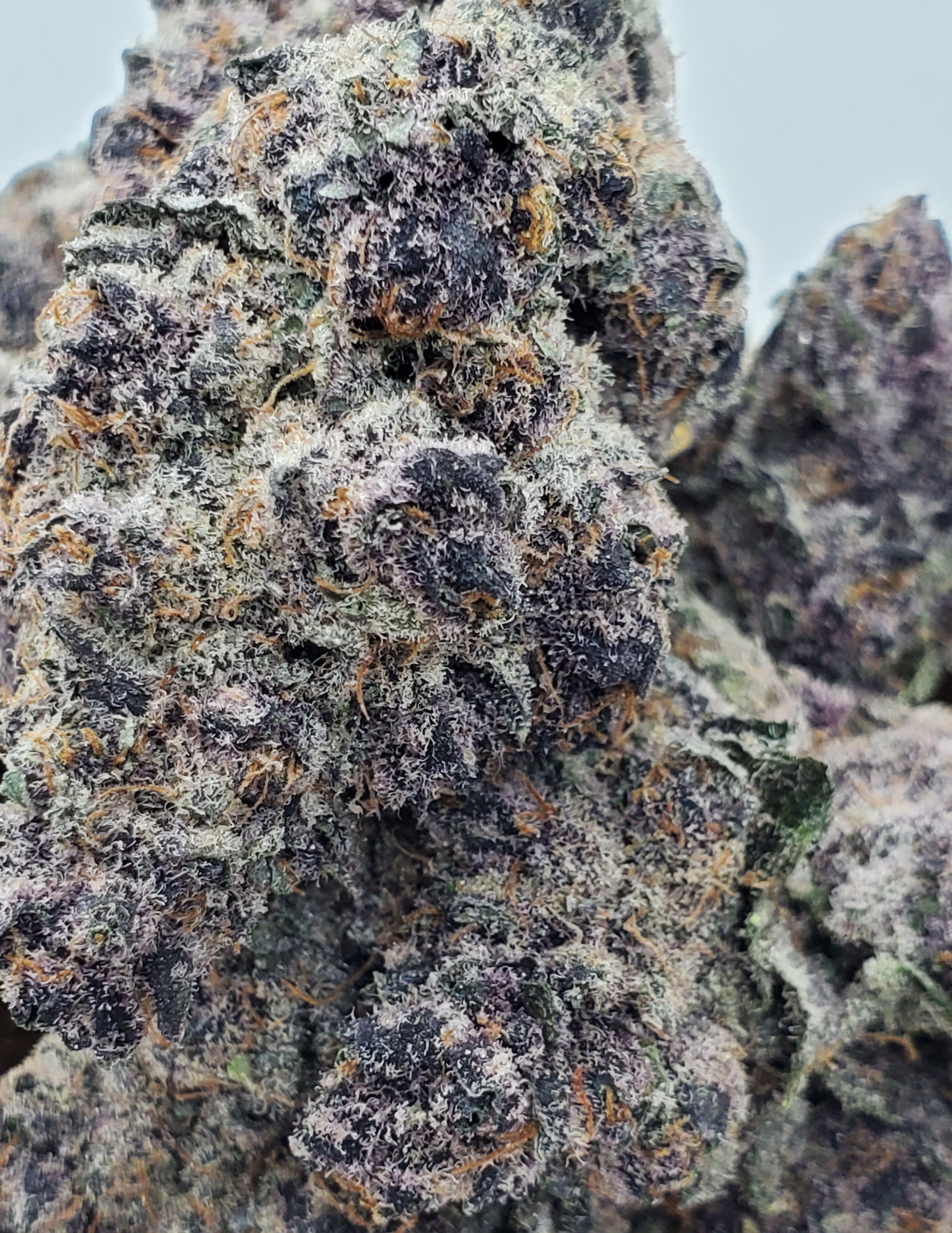 Purple Sherbet