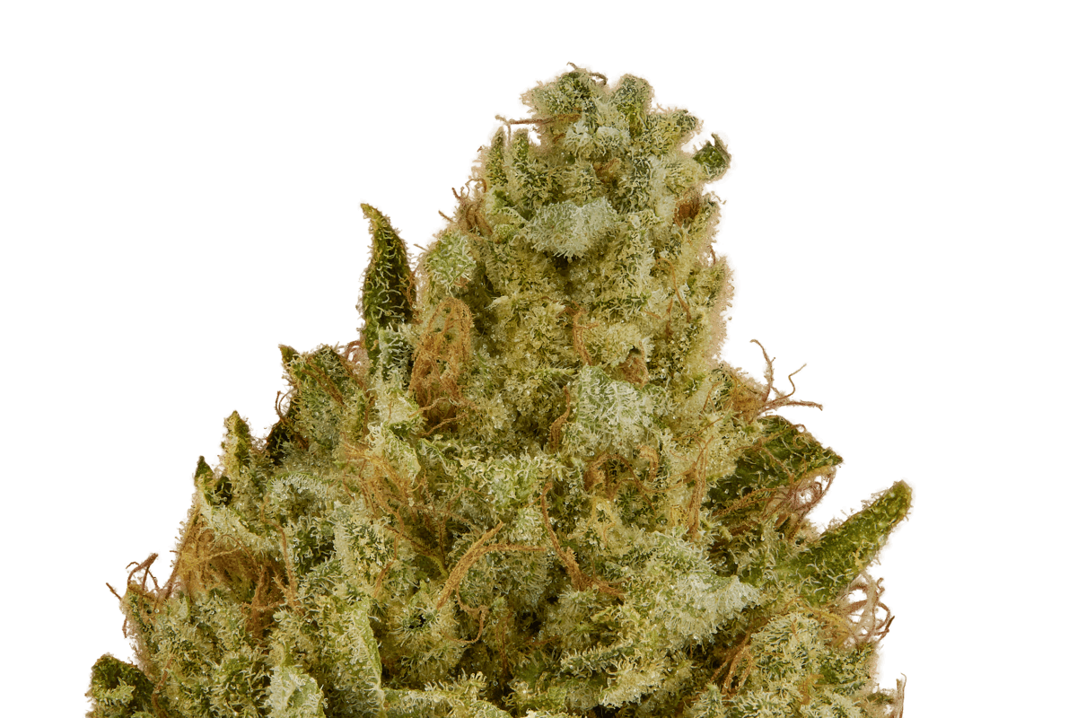 Sour Glue