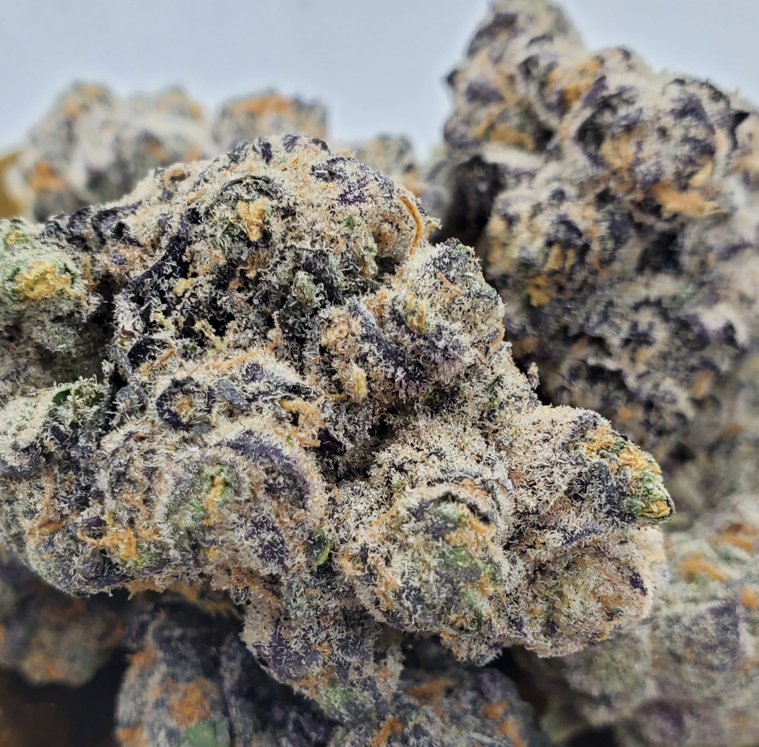 Purple Stardawg
