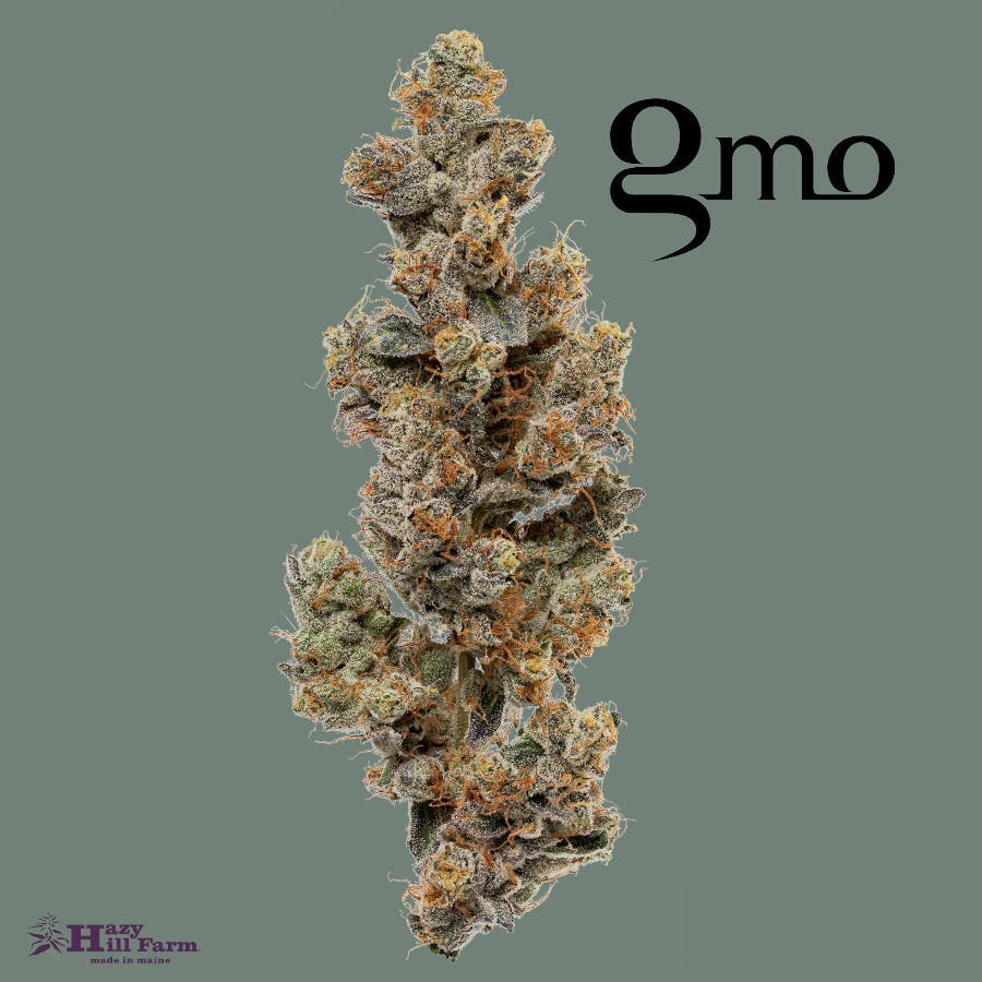 GMO