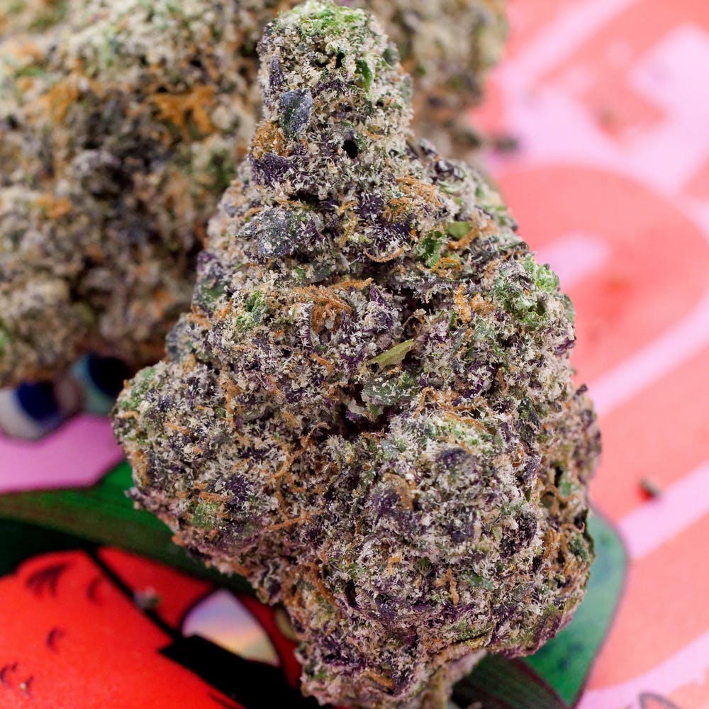 Revenge of the Squid