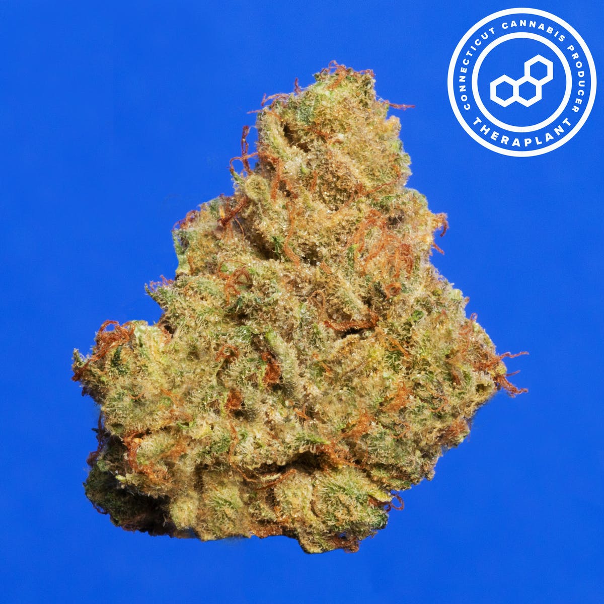 Balinica T24.1 16581