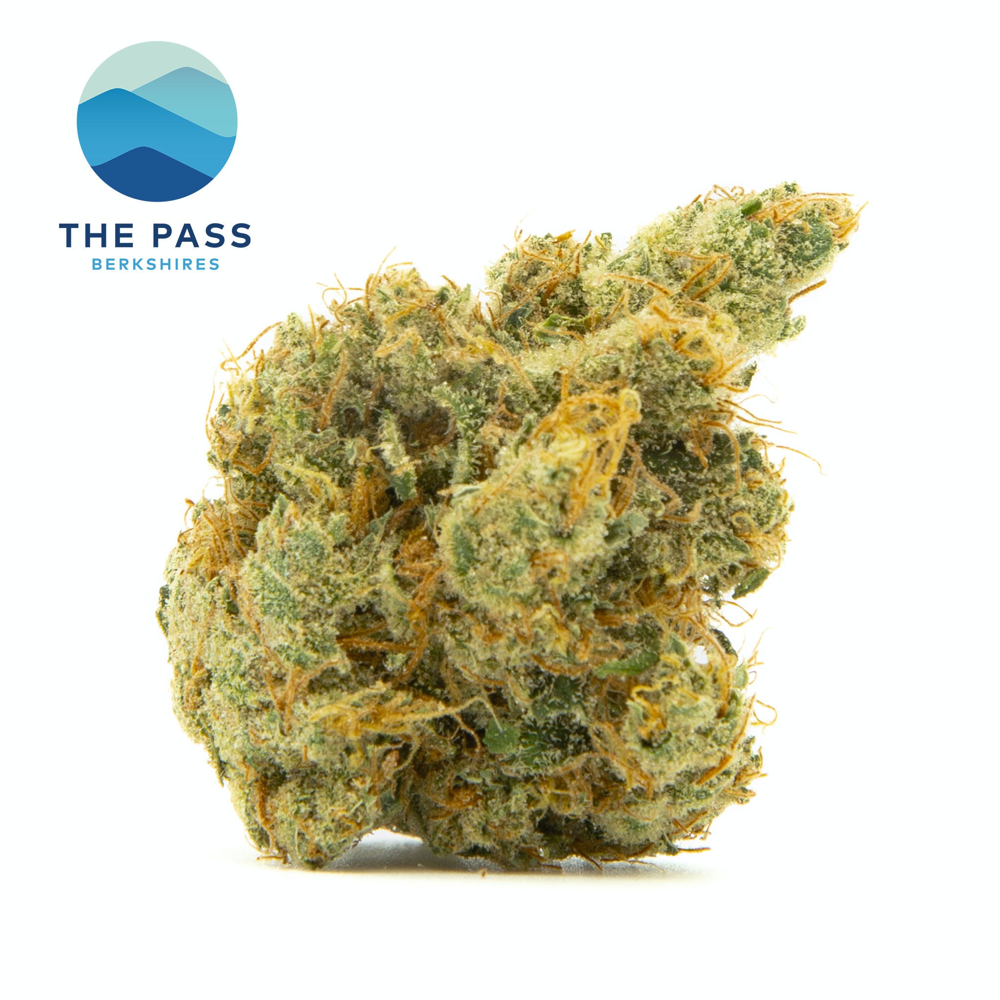 Dutch Treat 1g Flower