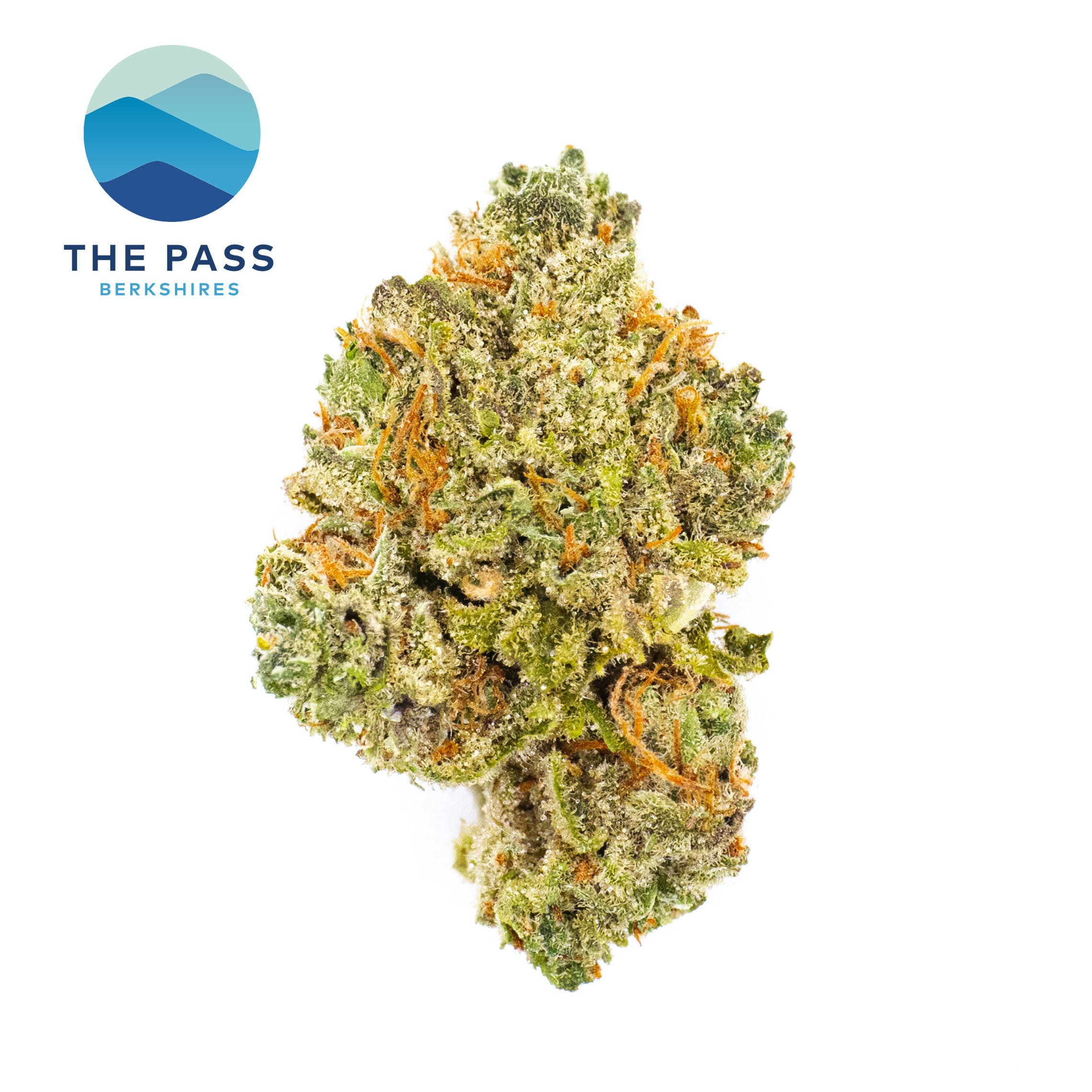 Blueberry Muffin | T4