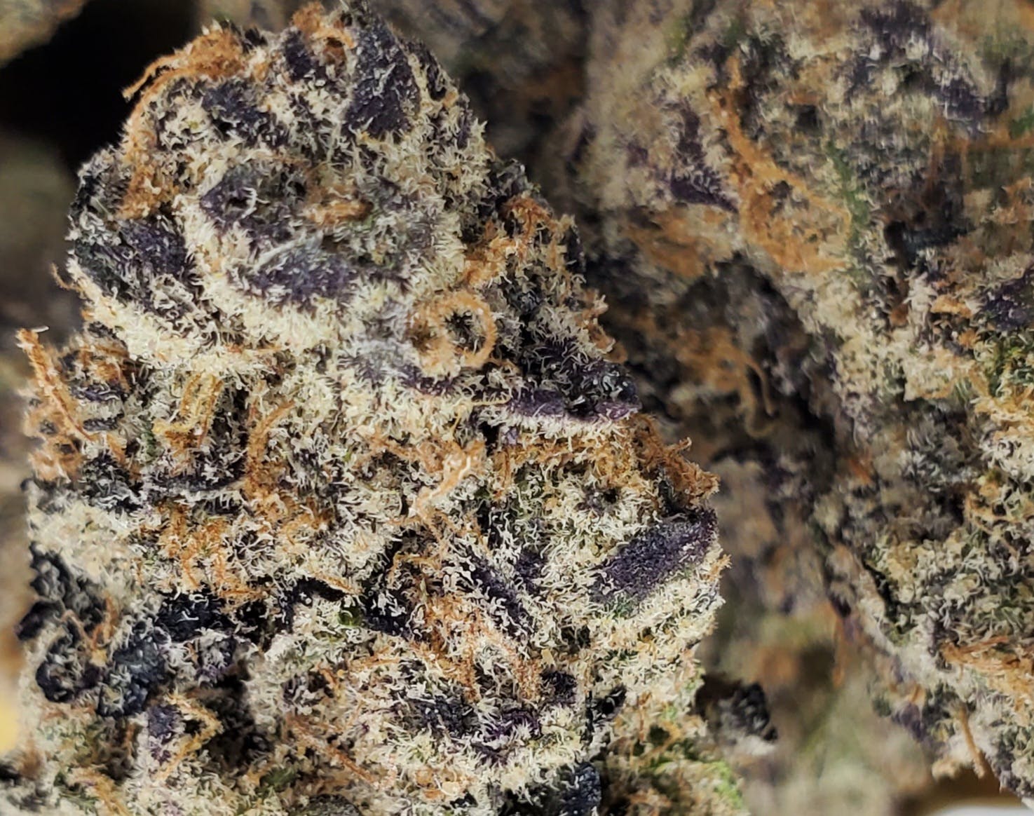 Purple Aloha