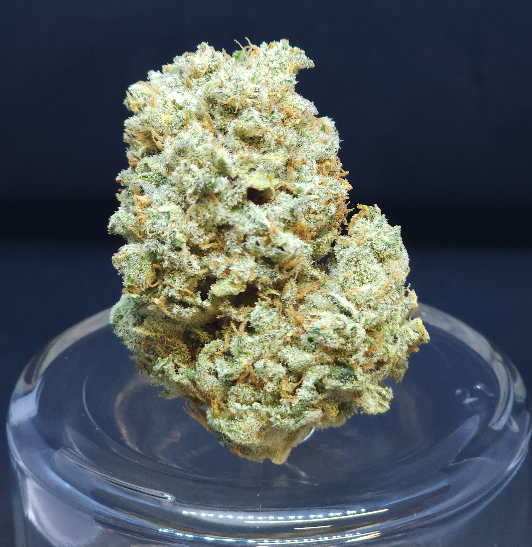 Z Sweet Insanity #5 14g Flower