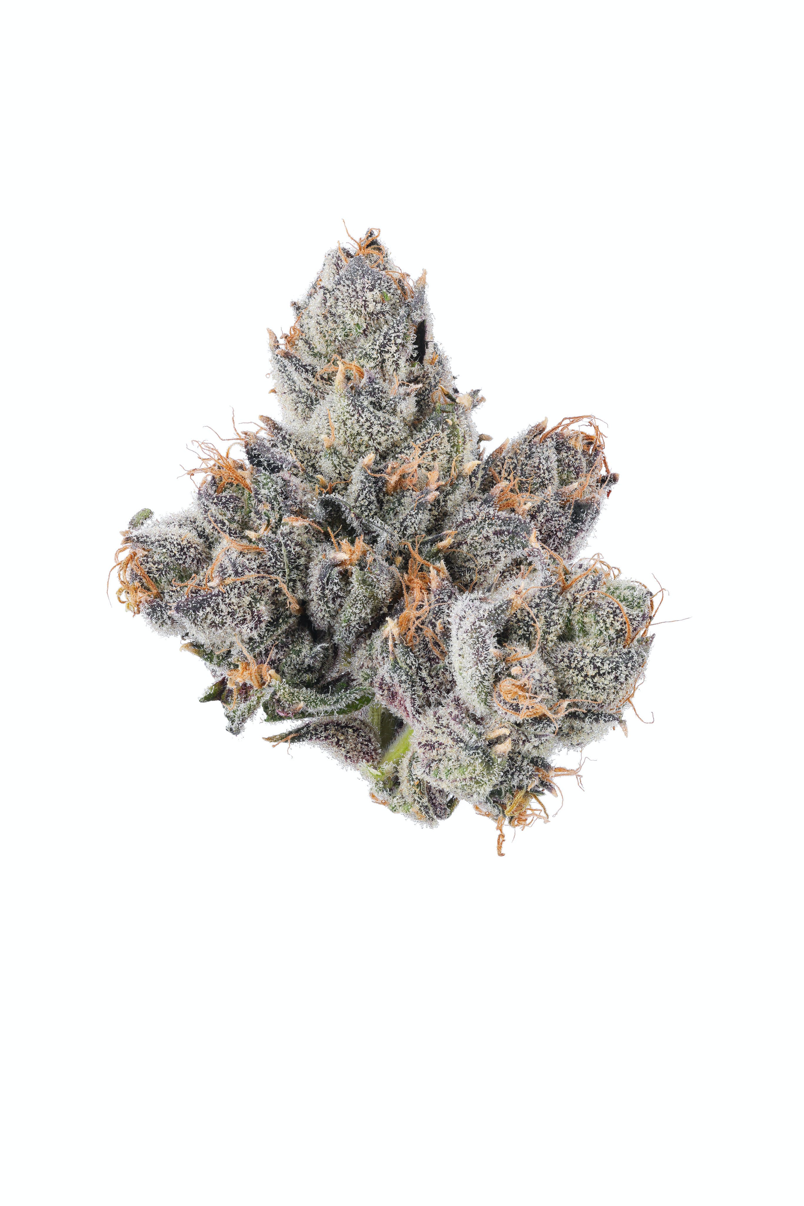 Runtzski - 3.5G Top Shelf Indoor Flower