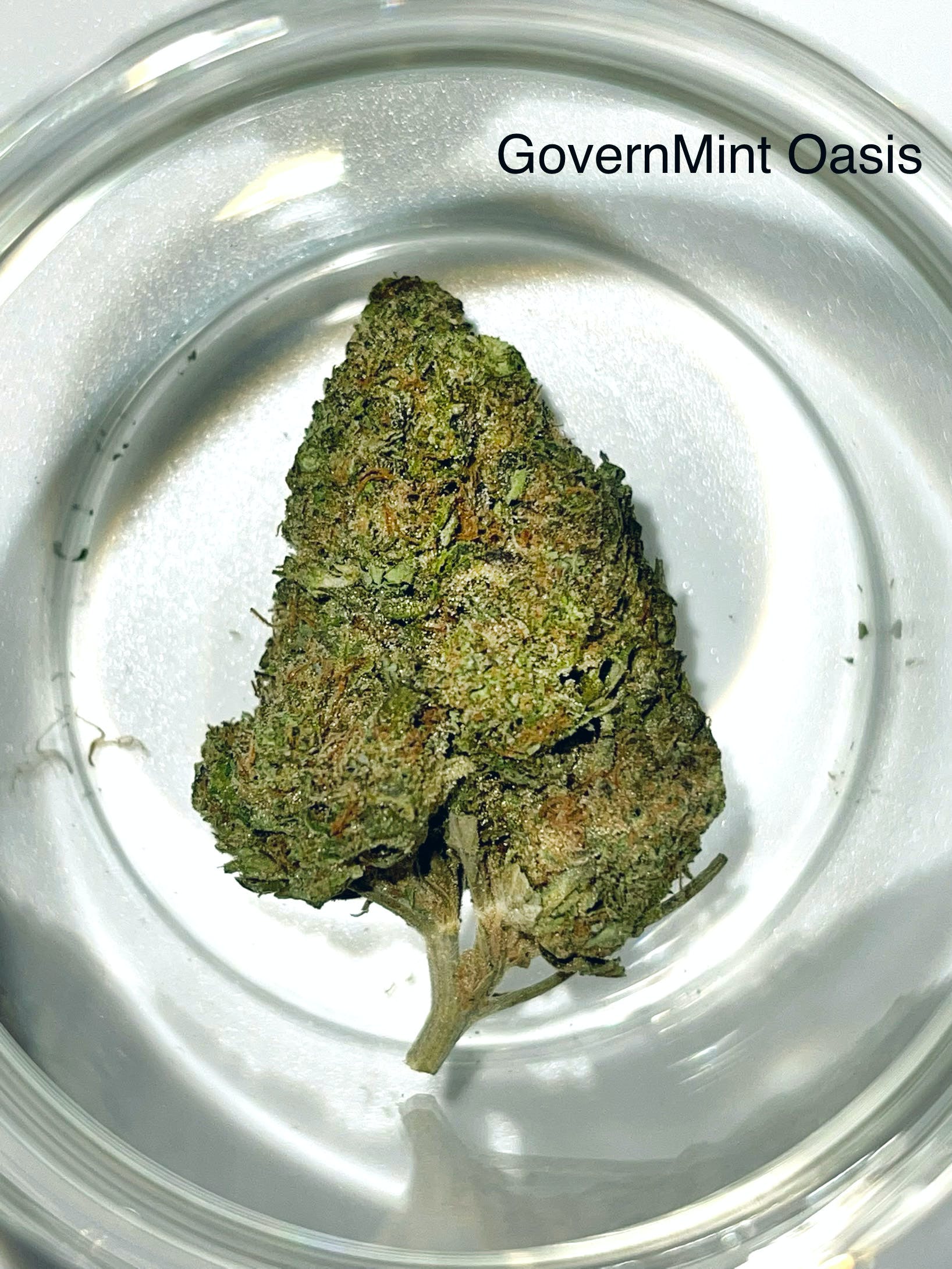 GovernMint Oasis 1/4 Ounce/7Grams(32%THC,HYBRID)