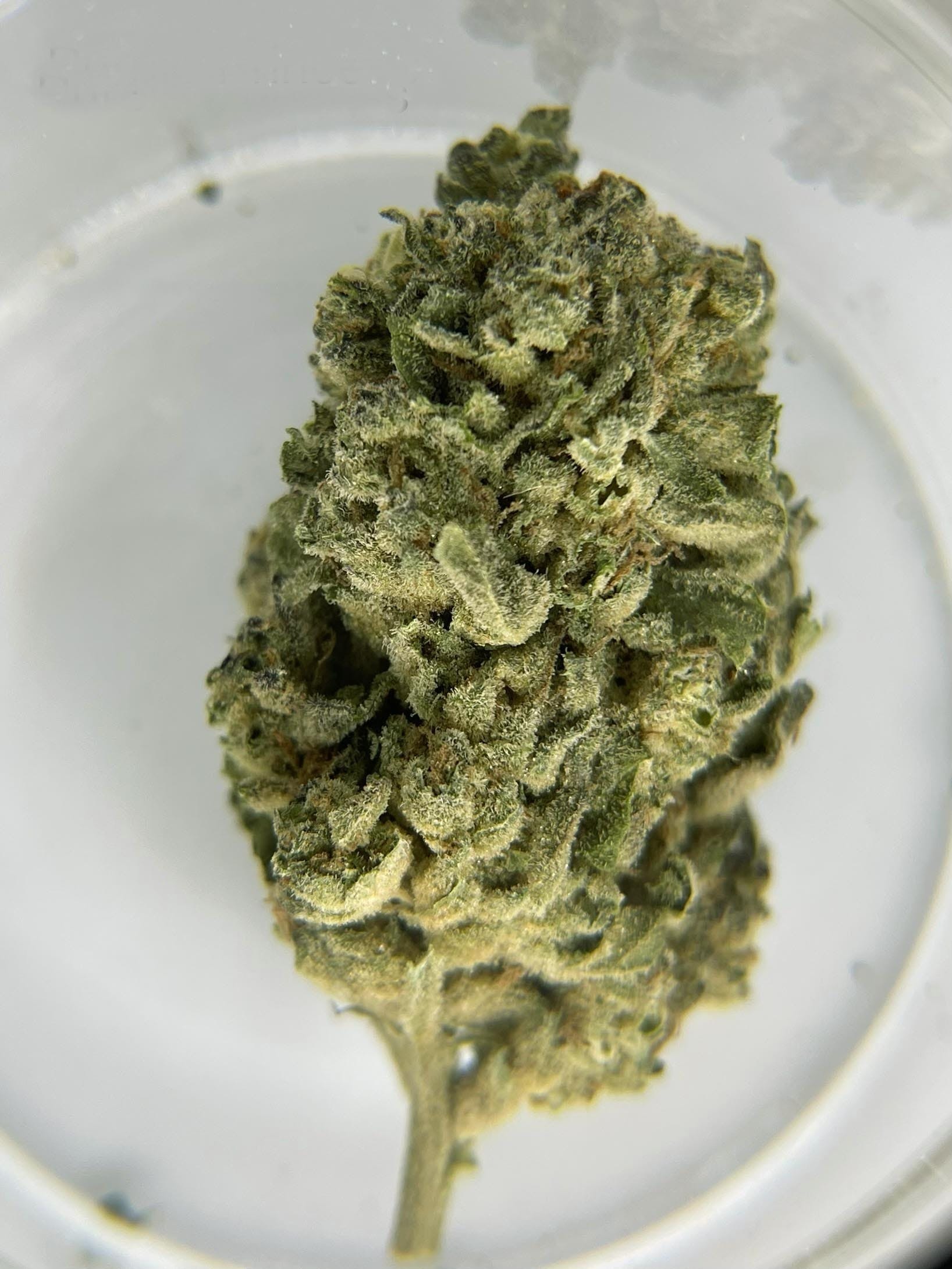 Purple Princess Ounce/28.3Grams (BIGS) (24% THC, INDICA)