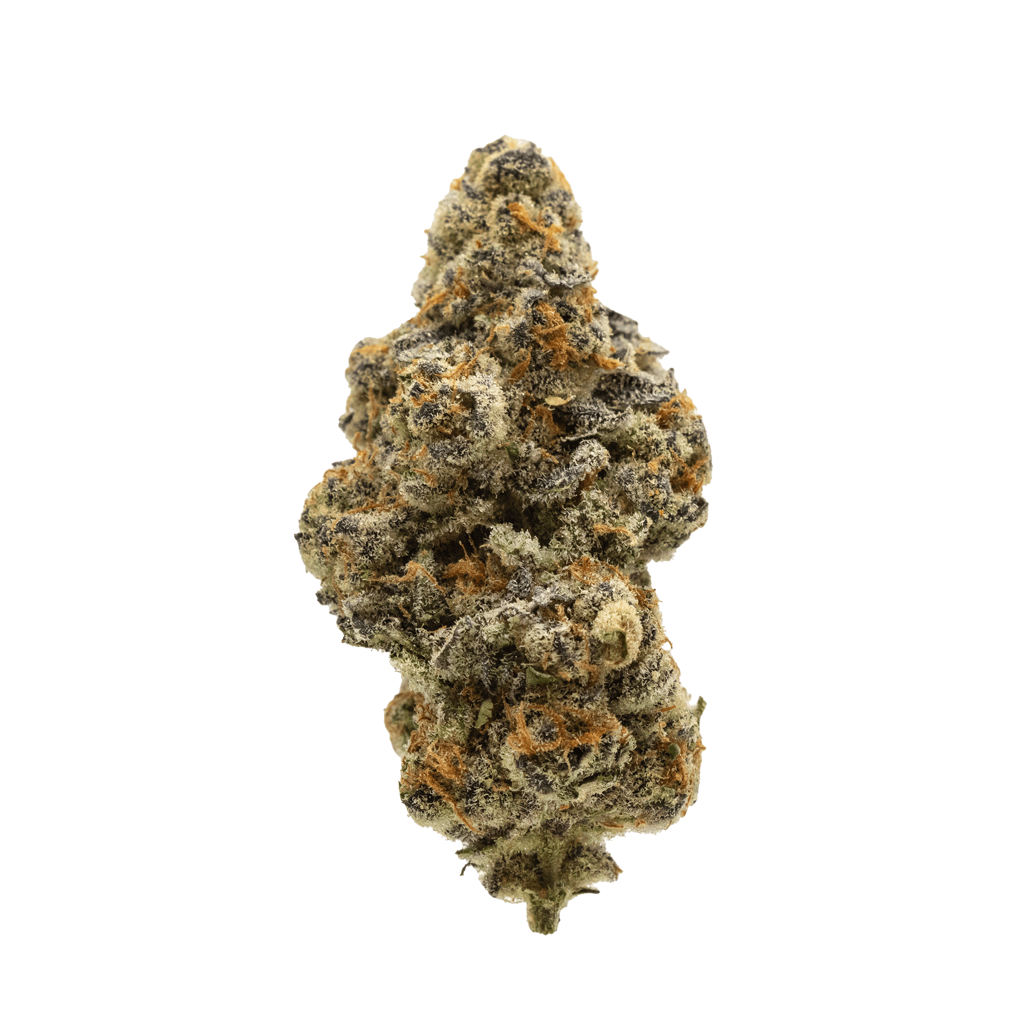 Society C - El Chivo