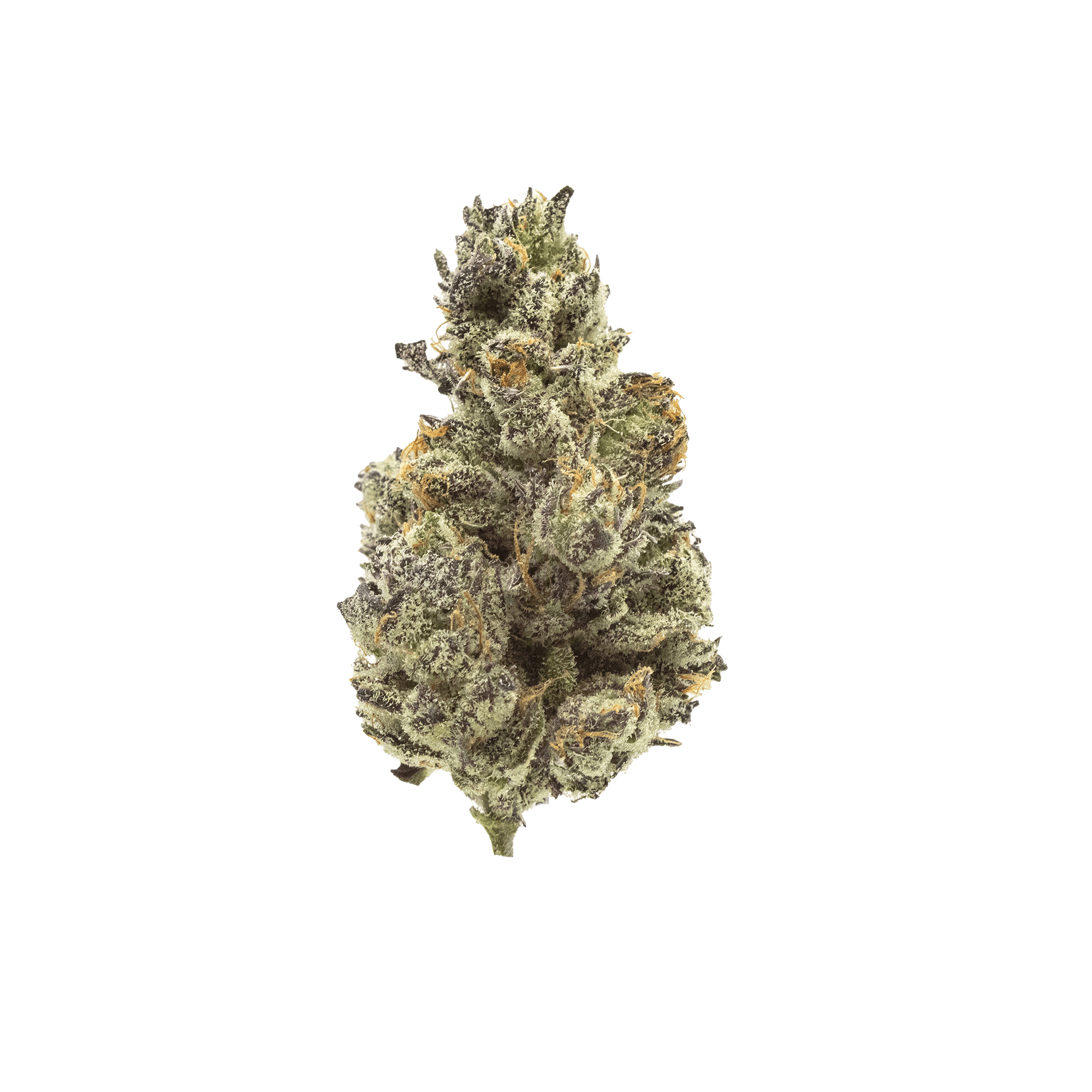 Society C - White Truffle