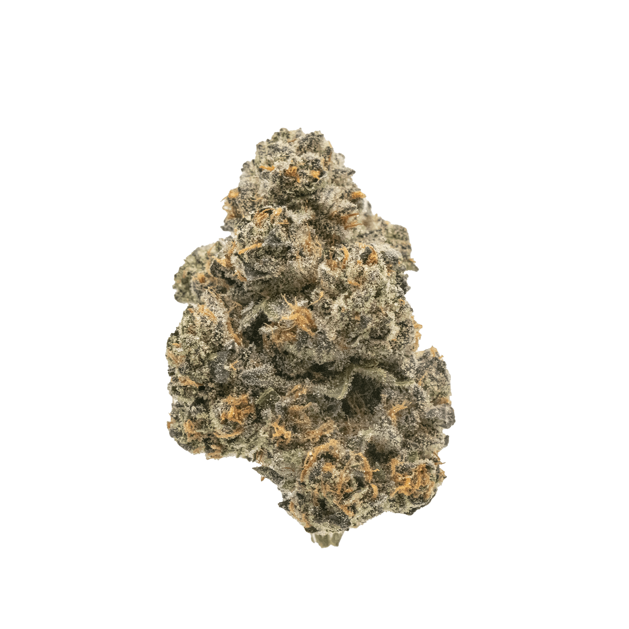 Society C - Gastro Pop