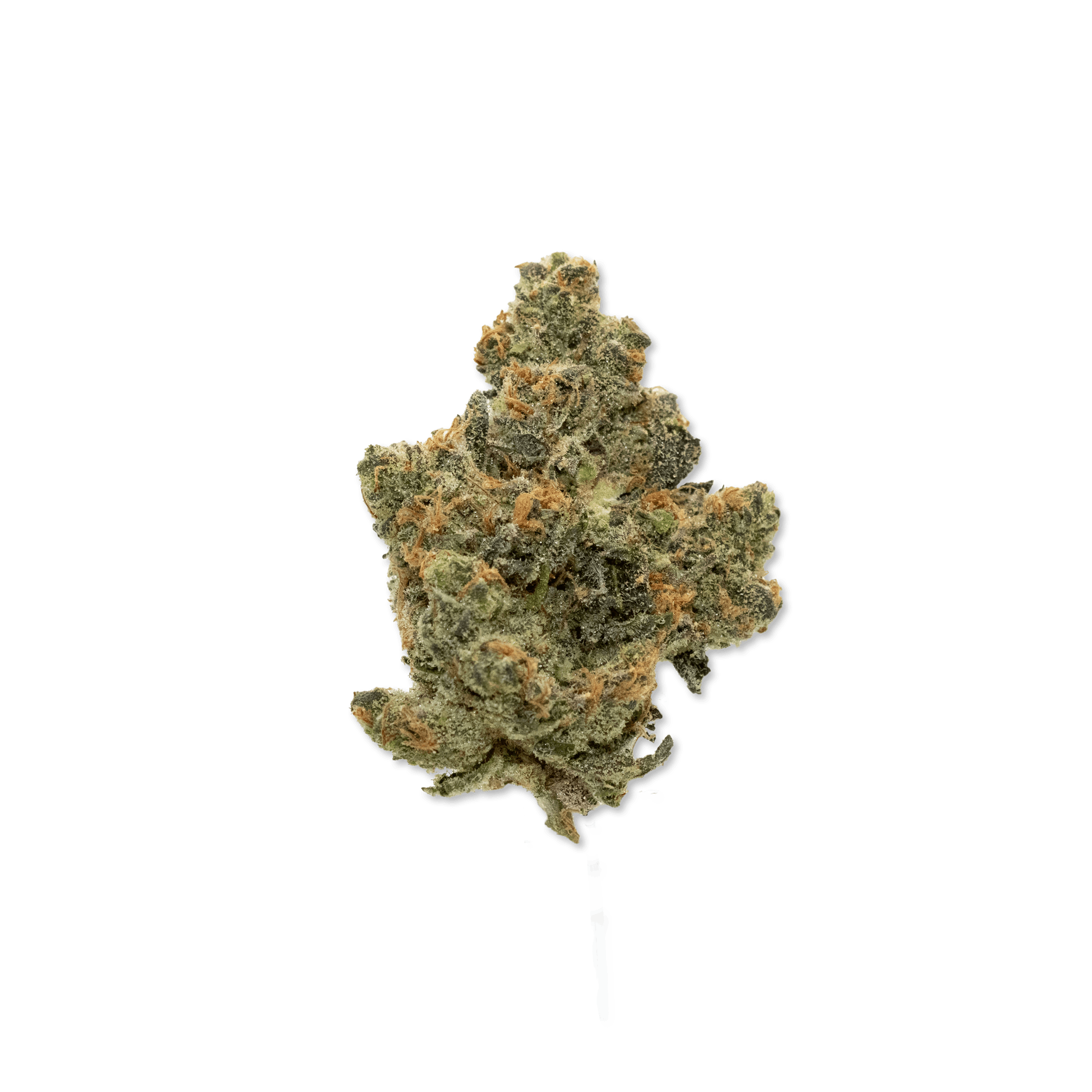 Society C - Rainbow Runtz