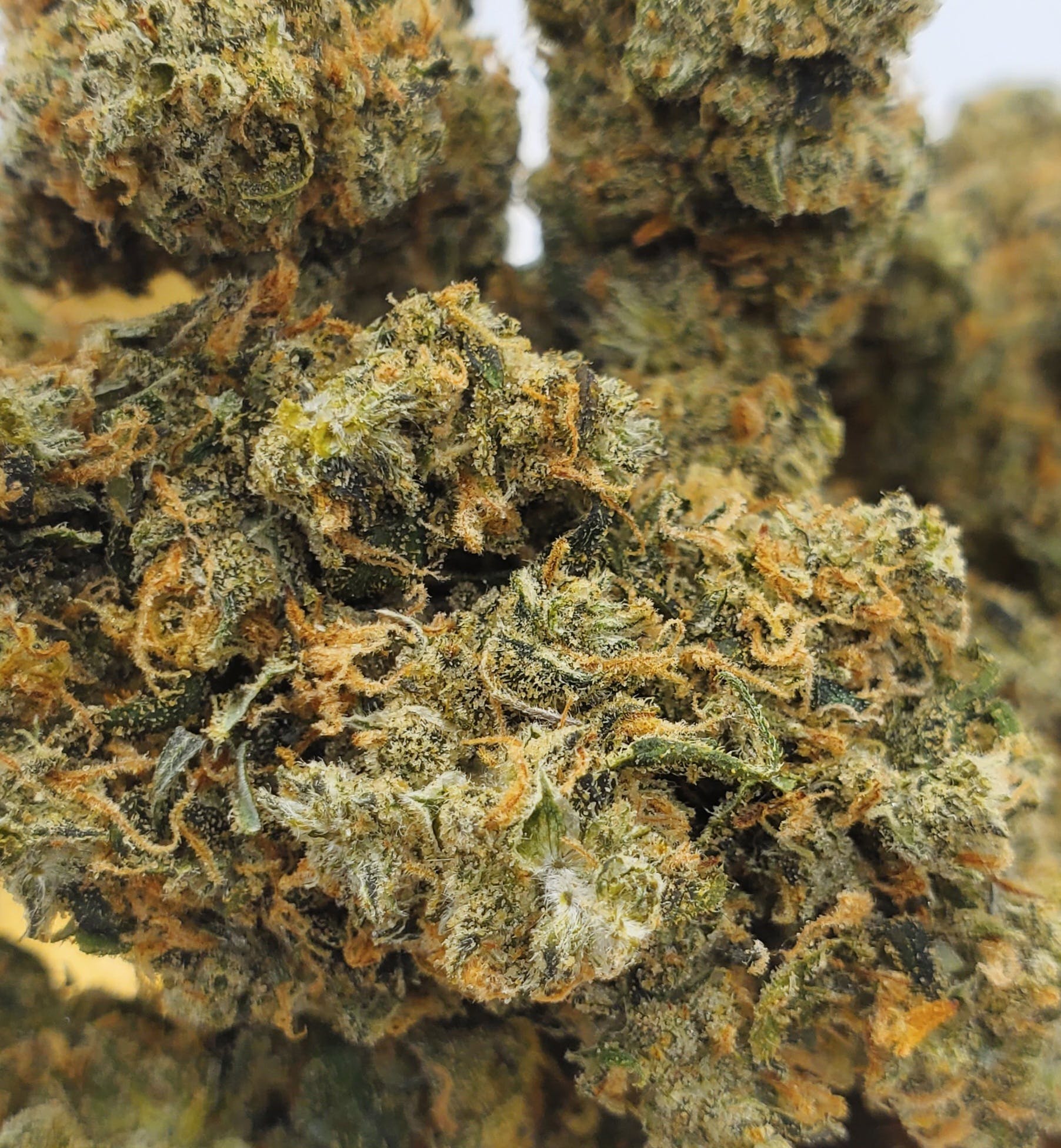 Matanuska Thunder Fuck