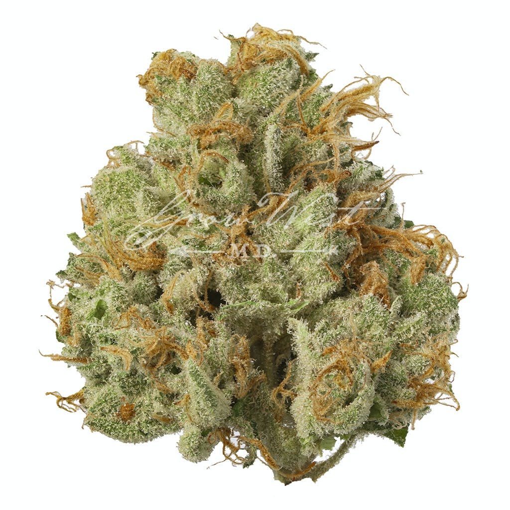 Chocolate Glue Premium