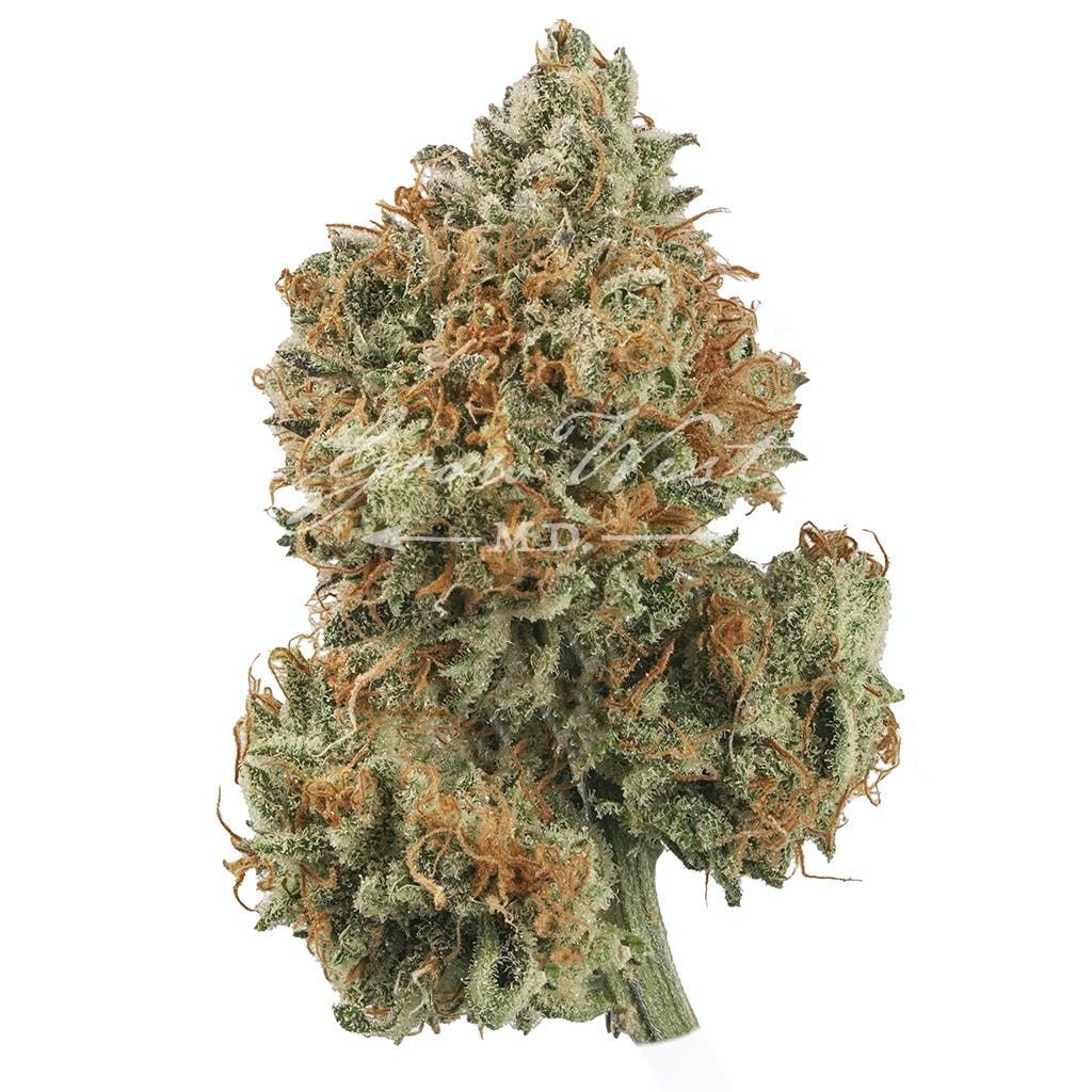 Do-Si-Dos Trimmed | Gold