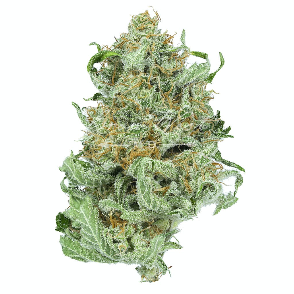 Gelato Untrimmed | Silver