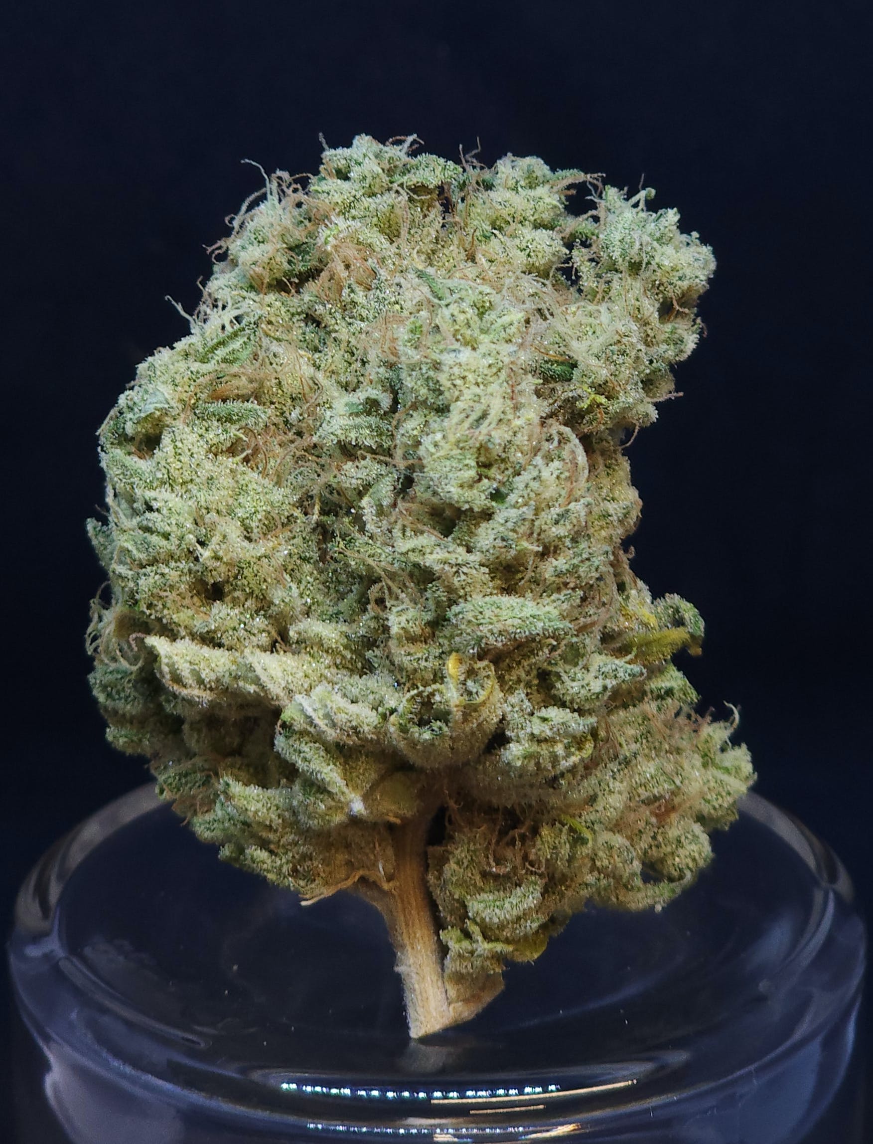 Phat N' Nasty 1g Pre-Roll