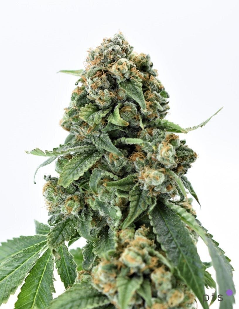  | Flower Bruce Banner 1.0