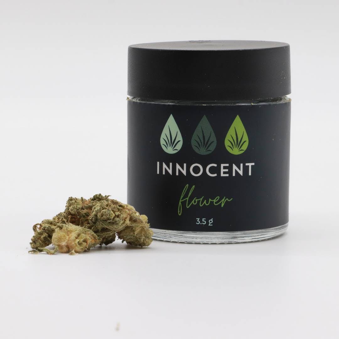 Innocent | Flower Margy Dog (I)