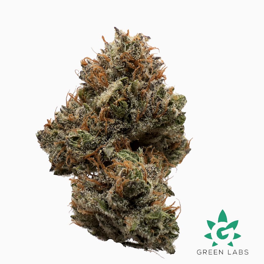 (MED) Dutch Touch Genetics - Super Silver Hash Plant #2