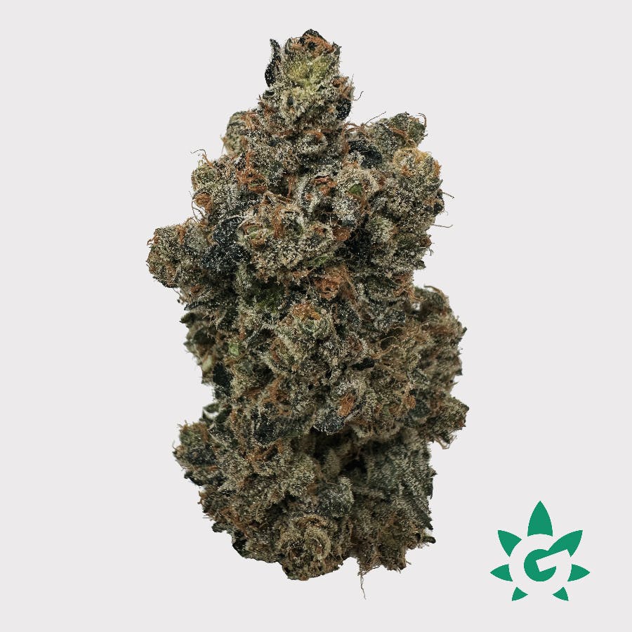 Dutch Touch Genetics - Double Dutch Cookies #1