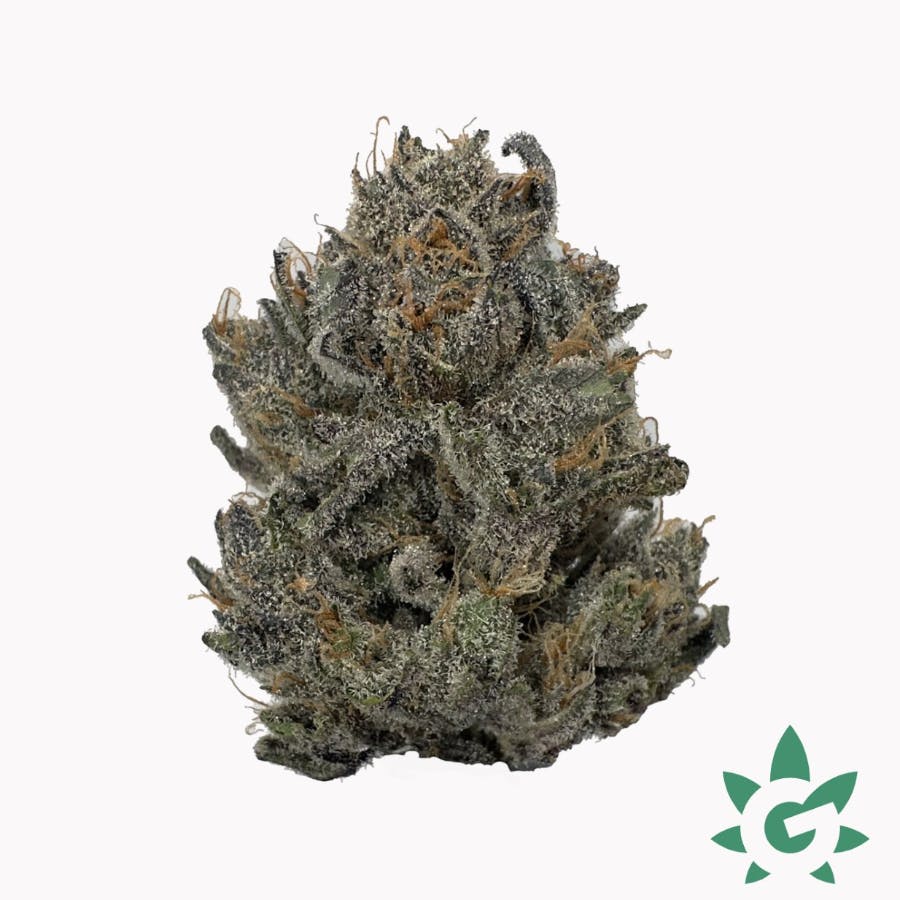 (MED) Dutch Touch Genetics - Star Flight Guava