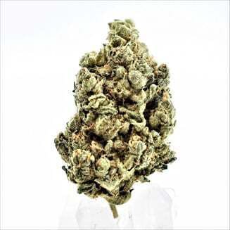 Champion City Chocolate | PTS (REC)