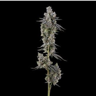 Apple Fritter | FloraCal™ (REC)