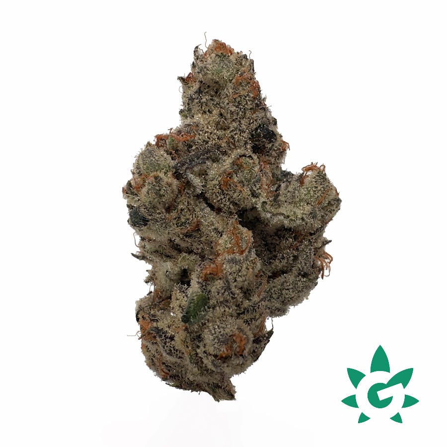 (MED) Dutch Touch Genetics - Field Trip Buds