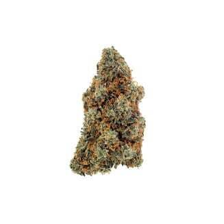 Bear Dance | Tales & Travels (REC)