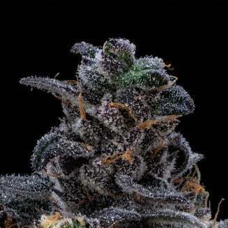 Purple Plague | FloraCal™ (REC)